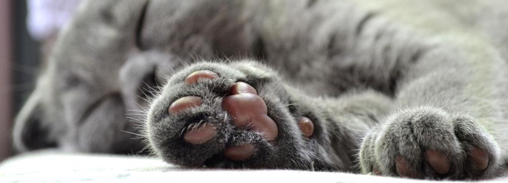 Kedi ve köpeklerde tırnak kesimi